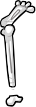 Bone Leg
